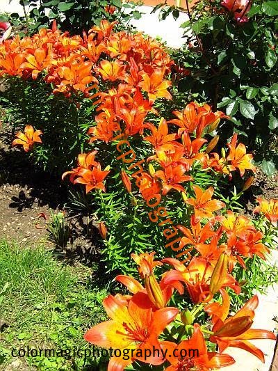 Orange lilies-Fire lily