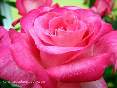 Pink magenta rose-macro photography
