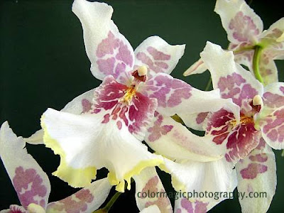Cambria orchid-close up-Beallara