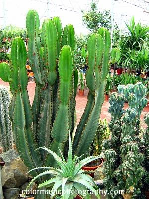 Cactus world