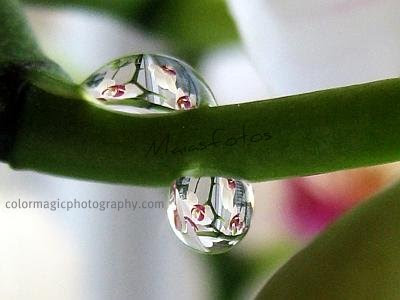 Orchids in raindrops
