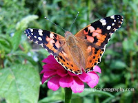 Painted lady Butterfly-close up