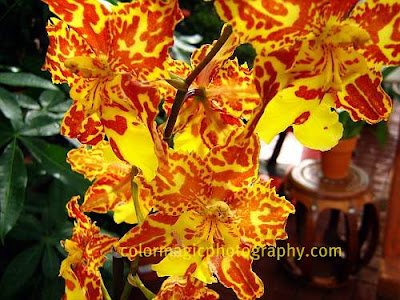 Tiger orchid-Odontocidium