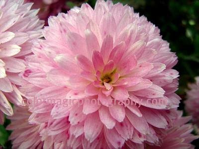 Pink chrysanthemum-macro