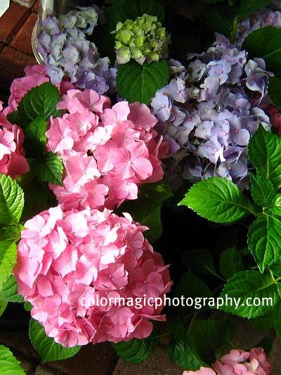 Hydrangea Popular Ornamental Plants The Fancy Flora