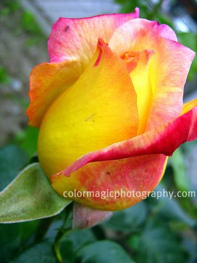 Red-yellow rose bud-close up