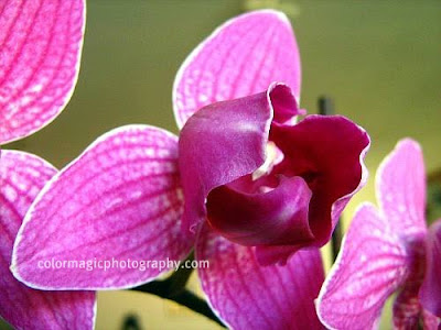 Purple orchid-close up