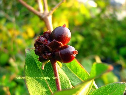 Goldflame Honeysuckle berries
