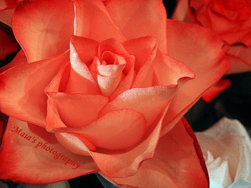 Coral-pink rose-single rose head