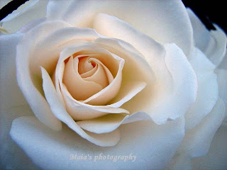 Beautiful white rose-macro