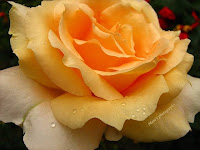 Golden rose-macro