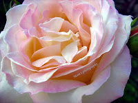 Pink beauty-rose
