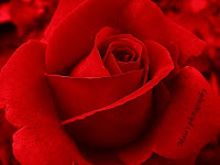 Red rose-macro