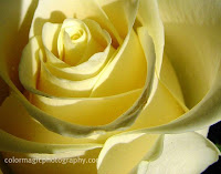  Yellow rose-closeup