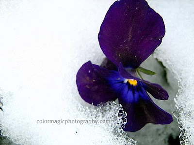 Violet pansies smiling in the snow