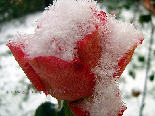 Rose covered with snow-December