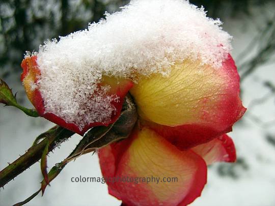 December rose in snow