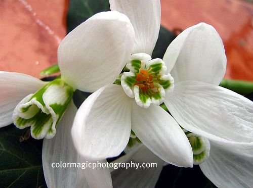 Snowdrop flowers - close-up view from below 