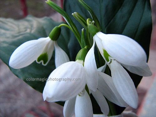 Bouquet of Snowdrop flowers - close-up photo of Galanthus