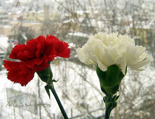 Red and white carnation - pictures of flowers