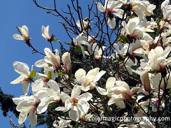 Magnolia blossoms on tree branches