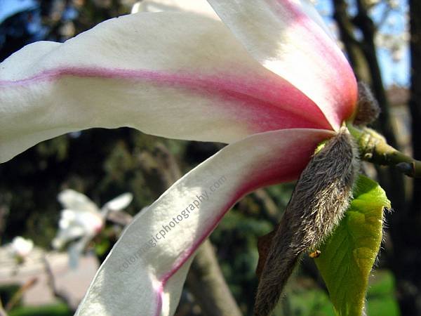 Magnolia blossom-closeup