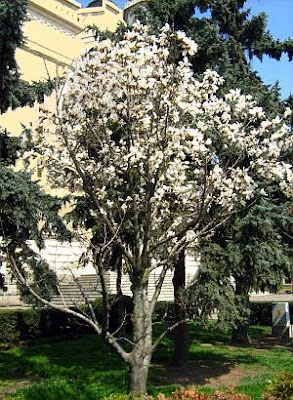 Magnolia tree-magnolia kobus