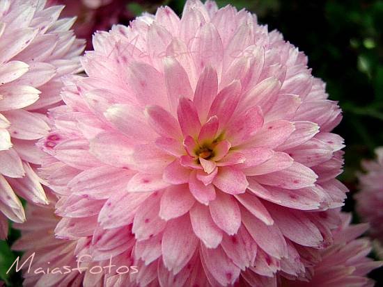 Pink pompom chrysanthemum-macro photo