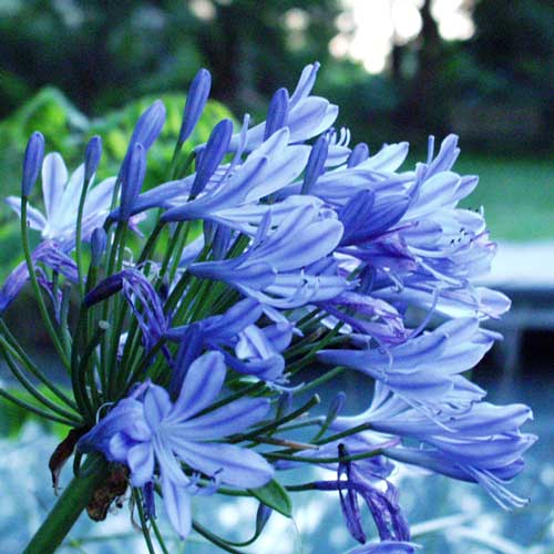 FLOR DE AMOR (Es originaria de la India y se FLOR DE AMOR (Es originaria de la India y se