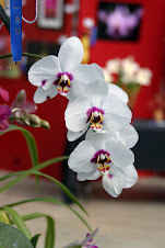 Virginia Orchid Society Show