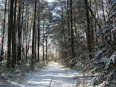 Snow in Virginia pine forest