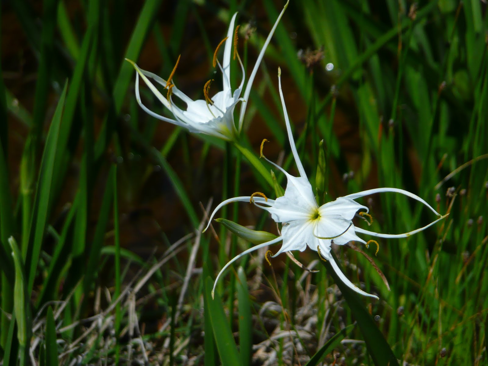 The Milkweed Patch Spider Lily