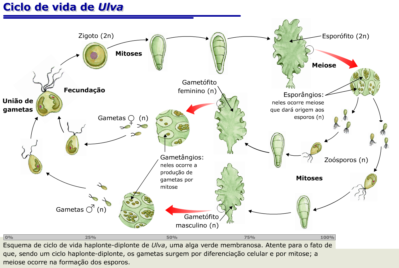 Стадии жизненного цикла зеленых водорослей. Жизненный цикл водоросли ульвы схема. Жизненный цикл водорослей Ульва. Цикл размножения Ульва. Цикл развития ламинарии схема.