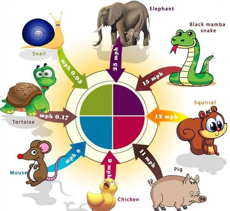 BLOCKBUSTER :::: Worlds' Fastest and Slowest Land Animals....