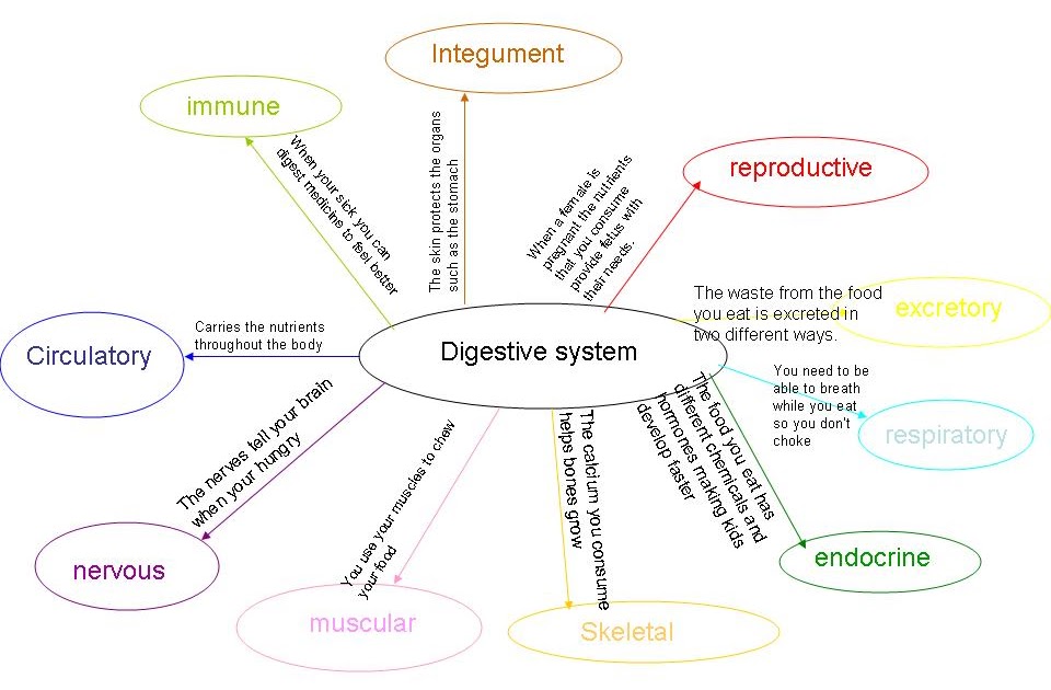 Stevens Anatomy: digestive system graphic organizer