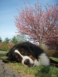 Gilligan our Bernese Mountain Dog