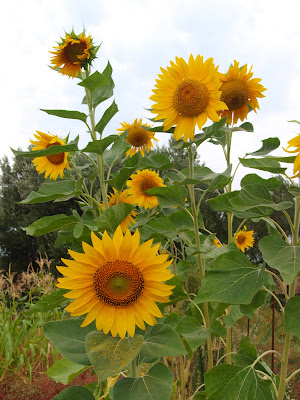 Rice, beans & pastichio...: My Sunflowers