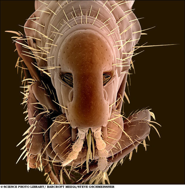 Our Wiki World Fantastic microscopic creatures