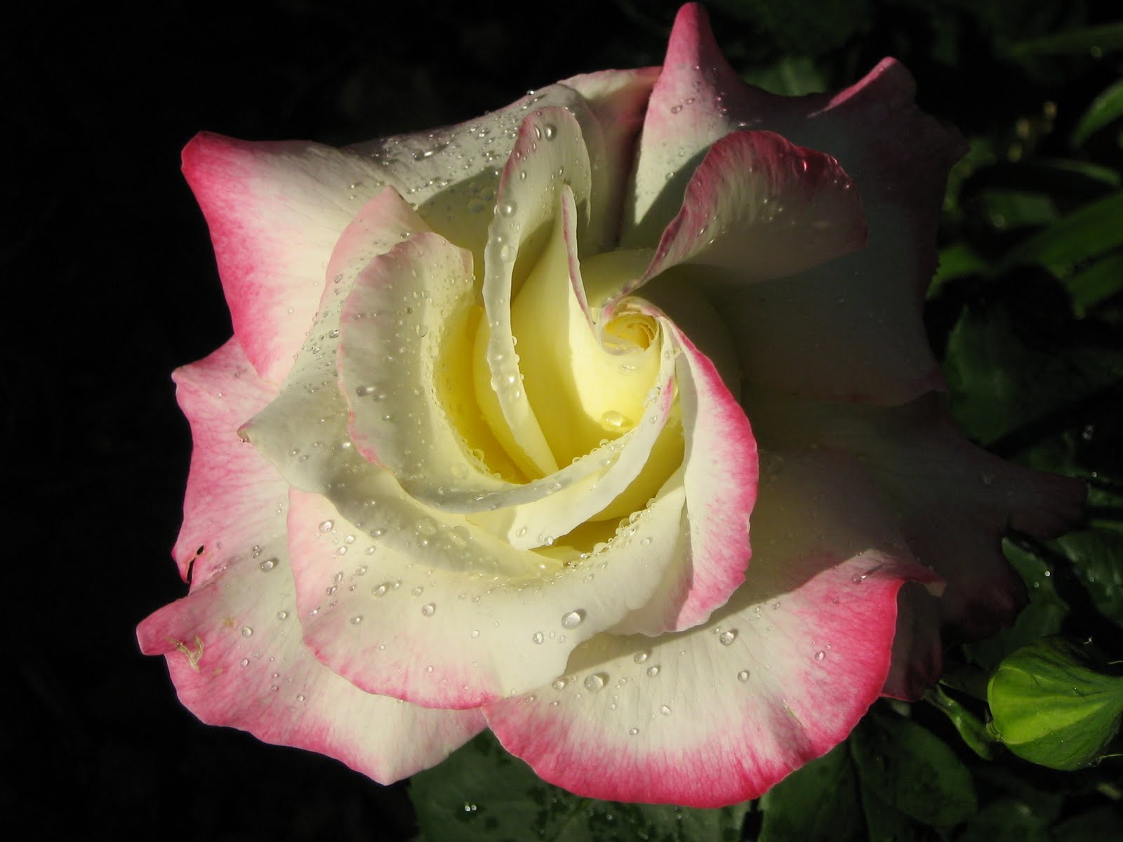 Living Romanian: Loving ROSES