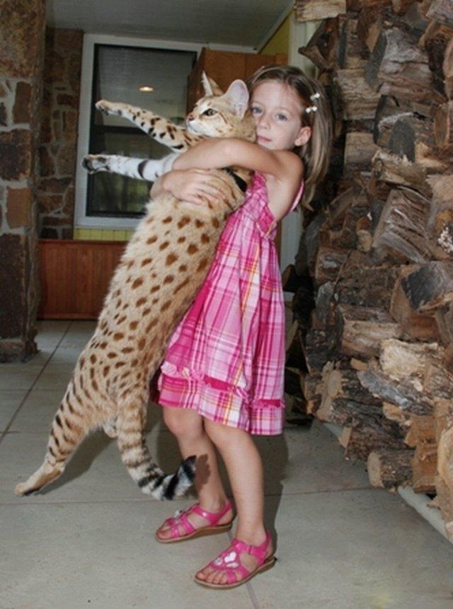 World Longest Cat World Longest Cat