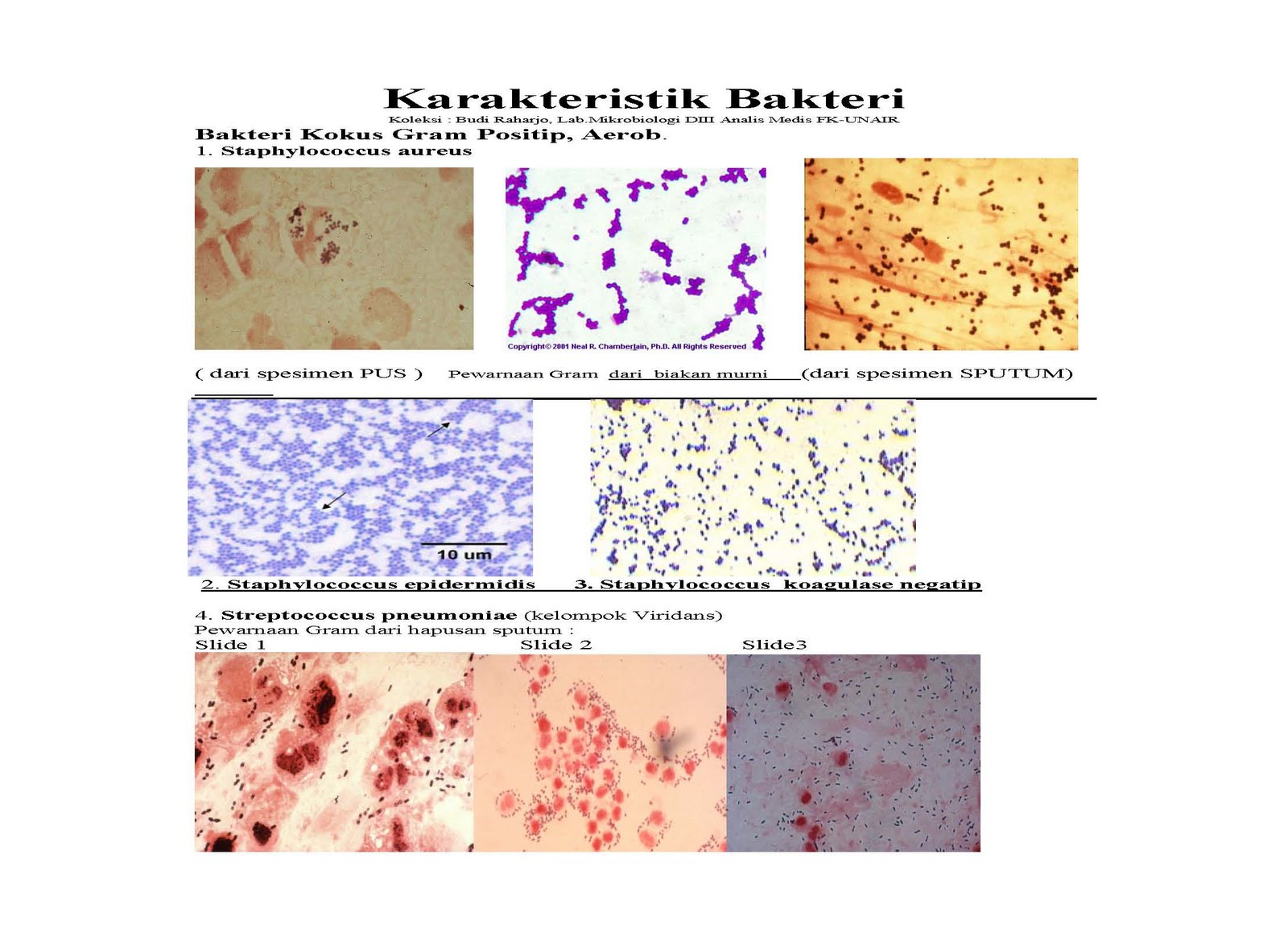 Karakteristik Bakteri
