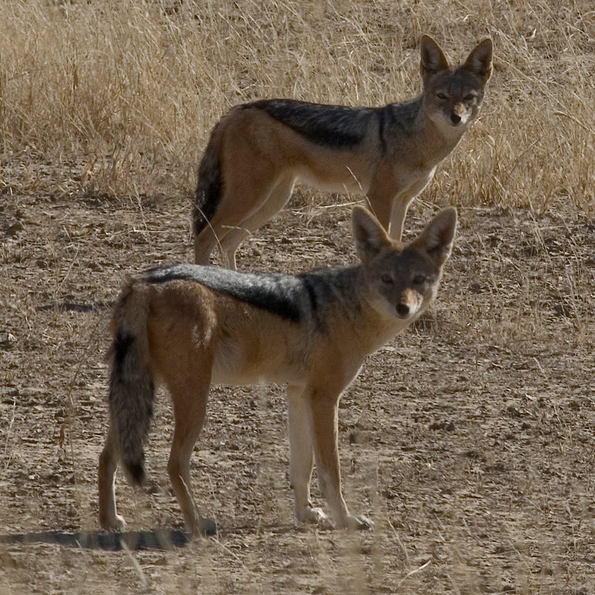 SIDECAR Sciacalli Jackals