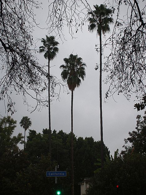 [010408+rainy+palm+trees.JPG]