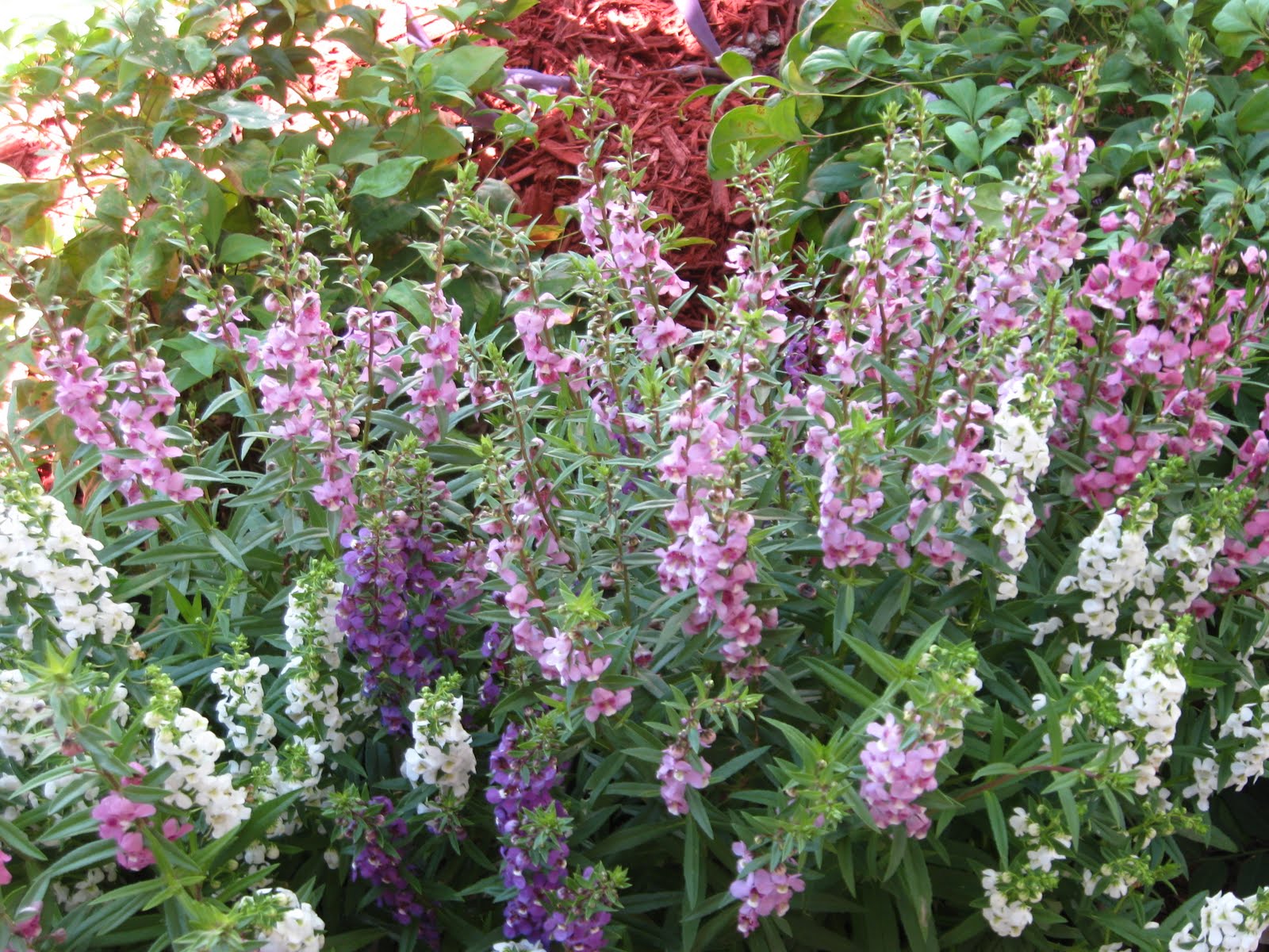 Walnut Creek Chapel Shamarie Rivas & Britain Oxley Garden Wedding and