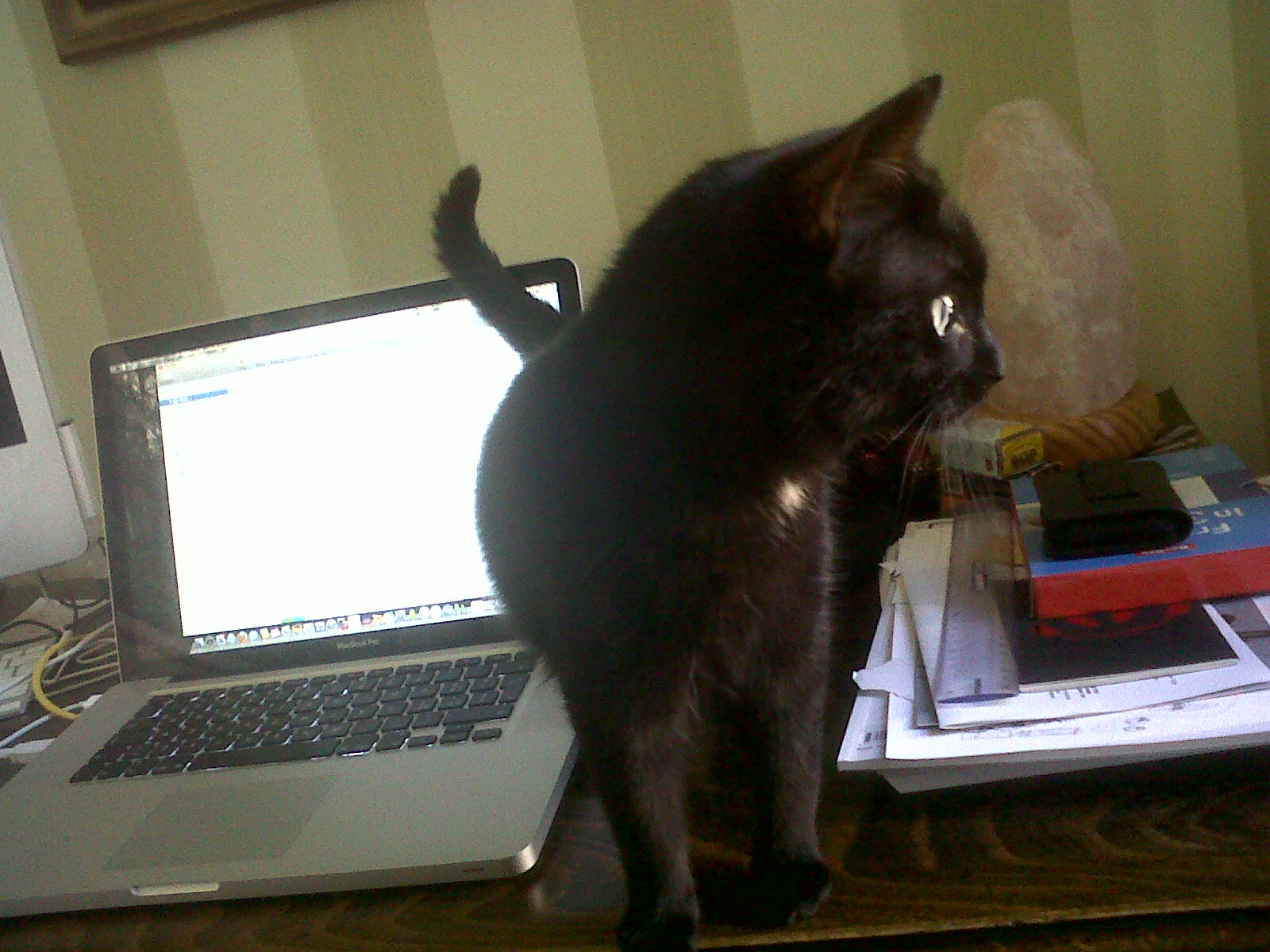 [IMG00053-20100308-1533.jpg]