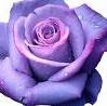 Lavender-Rose