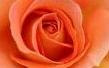 peach-rose-color- meaning