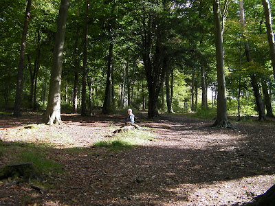 woodland clearing in Queen Elizabeth Country Park