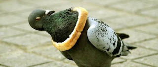 pigeon error, stuck inside a crust of bread