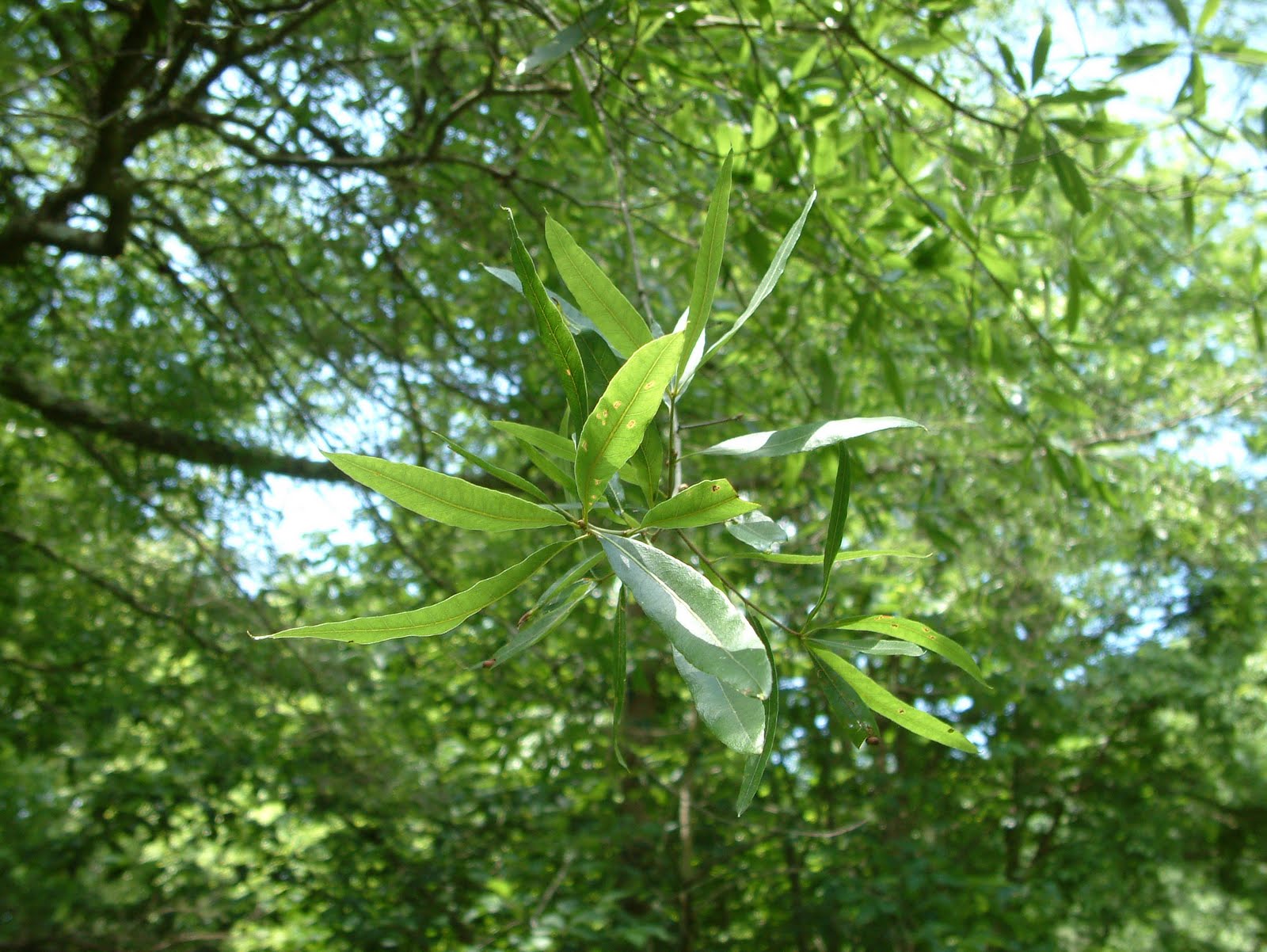 A Year With the Trees: Willow Oak - Quercus phellos